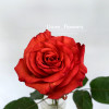 Роза красная Люкс