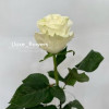 Троянда Мондіаль Люкс